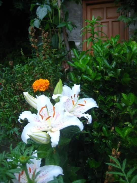 Guesthouse Gouris Tsepelovo Zewnętrze zdjęcie